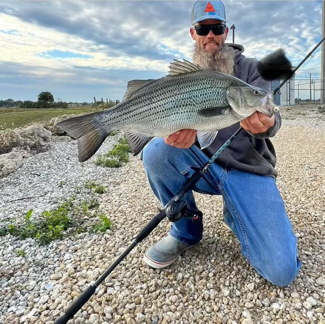 How To Catch Freshwater Striper- Live Bait Fishing using a Thumper